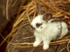 Identifier les vrais lapins nains : les caractéristiques clés vrais lapins nains