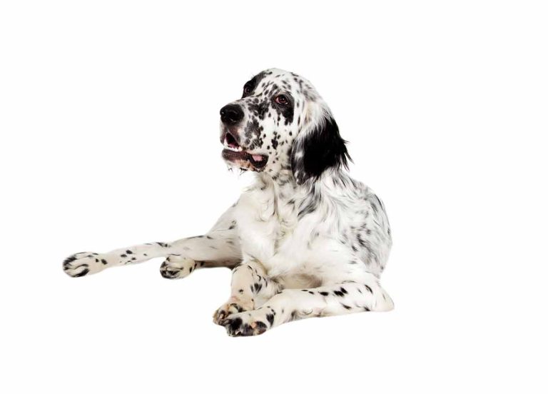 Le Setter Anglais : caractère et alimentation de la race