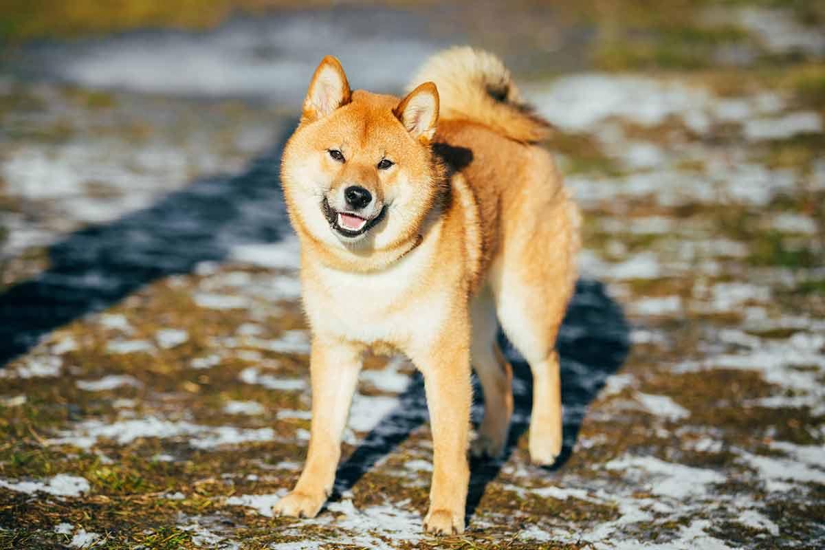 race de chien Shiba Inu