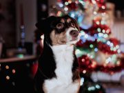 Comprendre et apaiser le stress des animaux face aux décorations festives stress des animaux et décorations