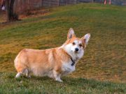 Le Welsh Corgi Pembroke : caractère et alimentation de la race Welsh Corgi Pembroke