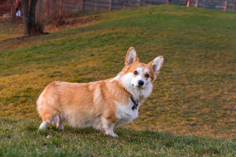 Le Welsh Corgi Pembroke : caractère et alimentation de la race