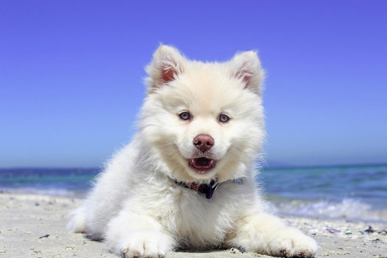 Quel est le kit vacances idéal pour voyager avec votre chien ?