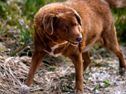 Bobi, le chien qui a défié le temps, tire sa révérence à 31 ans bobi