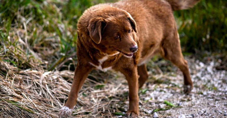 Bobi, le chien qui a défié le temps, tire sa révérence à 31 ans