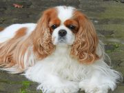 Les races de chiens qui une santé très fragile Cavalier King Charles Spaniel