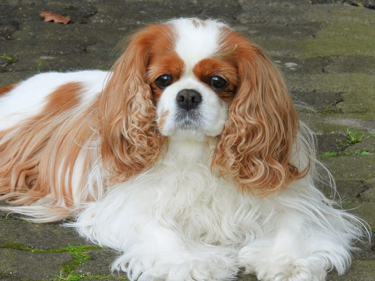 Les races de chiens qui une santé très fragile