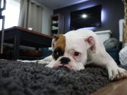 Comment stimuler l’énergie d’un chien paresseux ? stimuler l'énergie d'un chien paresseux