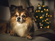 Quelles sont les races de chien les plus adaptées à la vie en appartement ? chien pour vie en appartement