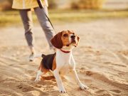 Combien de temps faudrait-il promener son chien tous les jours ? Combien de temps faudrait-il promener son chien tous les jours