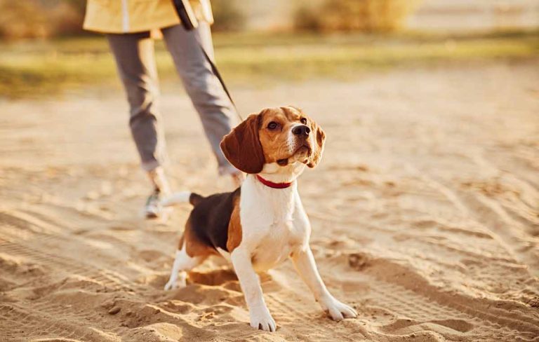 Combien de temps faudrait-il promener son chien tous les jours ?