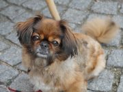 Le Pékinois : caractère et alimentation de la race Le Pékinois