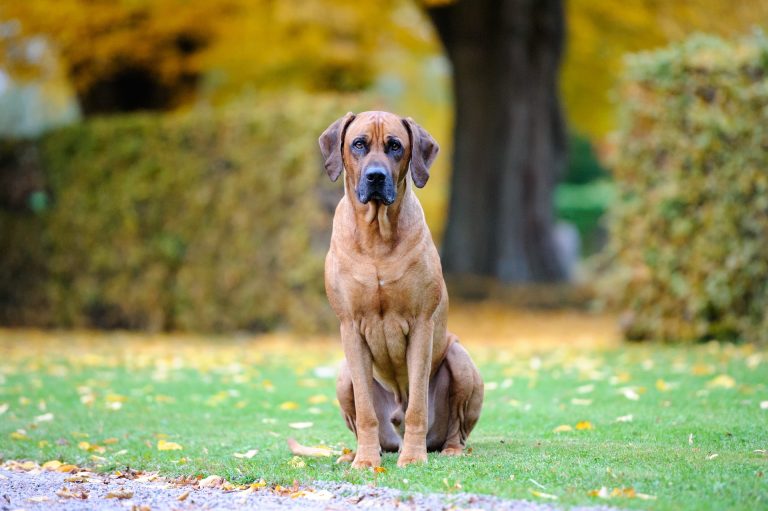 Le Rhodesian Ridgeback : caractère et alimentation de la race