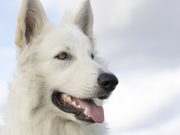 Comment prévenir la mauvaise haleine et les problèmes dentaires de votre chien? éviter problèmes dentaires chien