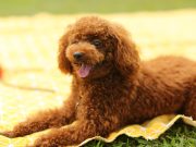 Les 5 races de chiens hypoallergéniques parfaites pour les allergiques chiens hypoallergéniques