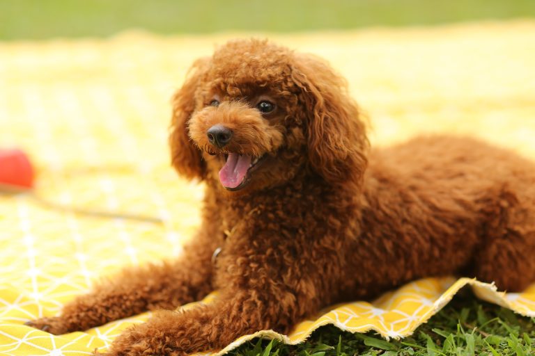 Les 5 races de chiens hypoallergéniques parfaites pour les allergiques