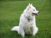 6 astuces d’entretien du pelage de l’Esquimau américain entretien de pelage esquimau américain