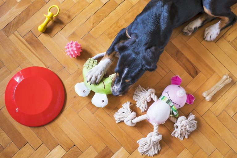 Comment dissuader votre chien de manger des objets non comestibles ?