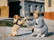 Comment la technologie transforme le quotidien de votre chien? technologie et quotidien de chien