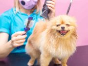 Quelles huiles peuvent aider à réduire la perte de poils chez les chiens ? huiles réduire perte poils chien