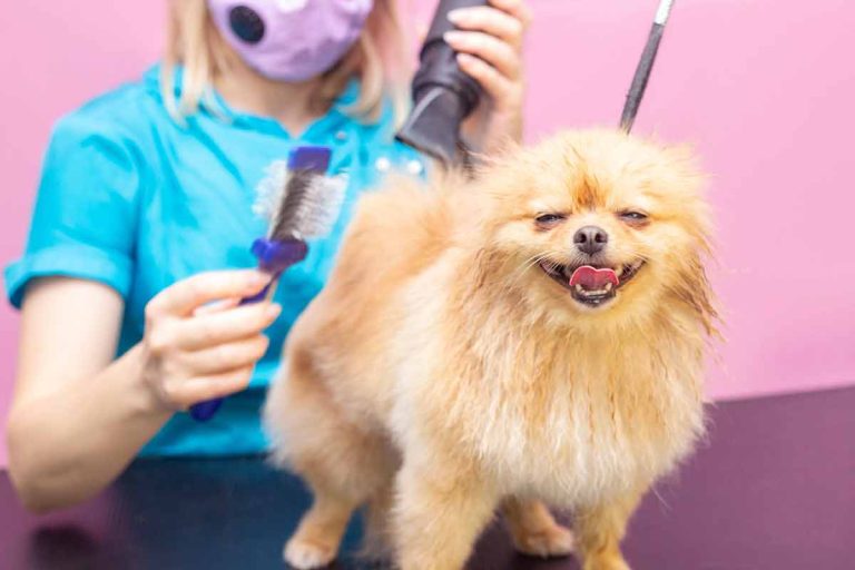 Quelles huiles peuvent aider à réduire la perte de poils chez les chiens ?