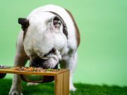 7 idées de menu pour le petit-déjeuner de son chien idées de menu pour le petit-déjeuner de son chien