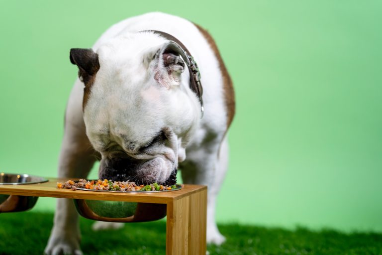 7 idées de menu pour le petit-déjeuner de son chien