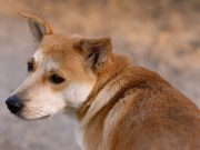 Comment interpréter les pensées d’un chien ? interpréter les pensées d'un chien