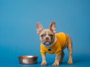 Comment stimuler l’appétit de son chien ? perte d'appétit du chien