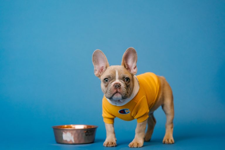 Comment stimuler l’appétit de son chien ?