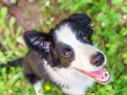 Quelles sont les races de chien les plus intelligentes ? les races de chien les plus intelligentes