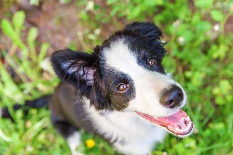 Quelles sont les races de chien les plus intelligentes ?