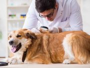 Mal de dos chez le chien : Causes, symptômes et traitement mal de dos chez le chien