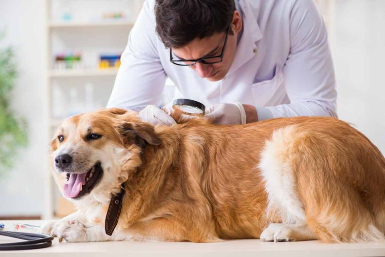 Mal de dos chez le chien : Causes, symptômes et traitement