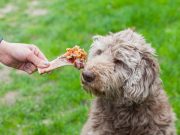 Est-ce bien de donner des os crus à son chien ? La réponse d’un vétérinaire donner des os crus à son chien