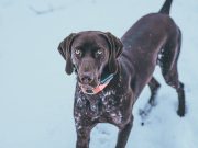 Le Pointer Allemand : caractère et alimentation de la race Pointer Allemand
