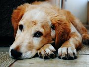 Comment détecter et traiter la grippe canine ? chien atteinde par la grippe canine
