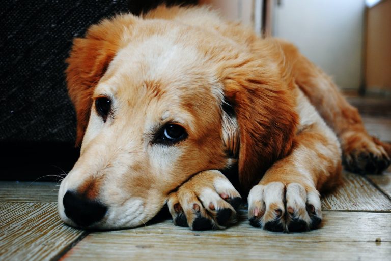 Comment détecter et traiter la grippe canine ?
