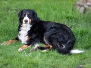 Les 5 chiens les plus maladroits : charmants dans leurs gaffes chiens maladroits