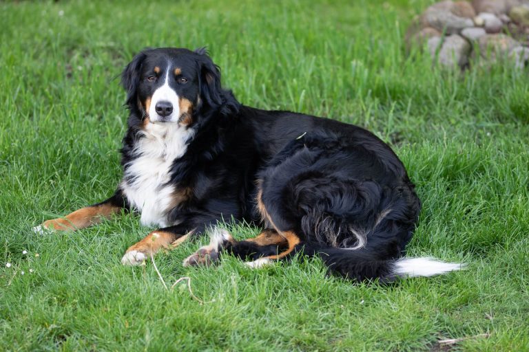 Les 5 chiens les plus maladroits : charmants dans leurs gaffes