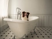 À quelle fréquence doit-on baigner son chien ? baigner son chien