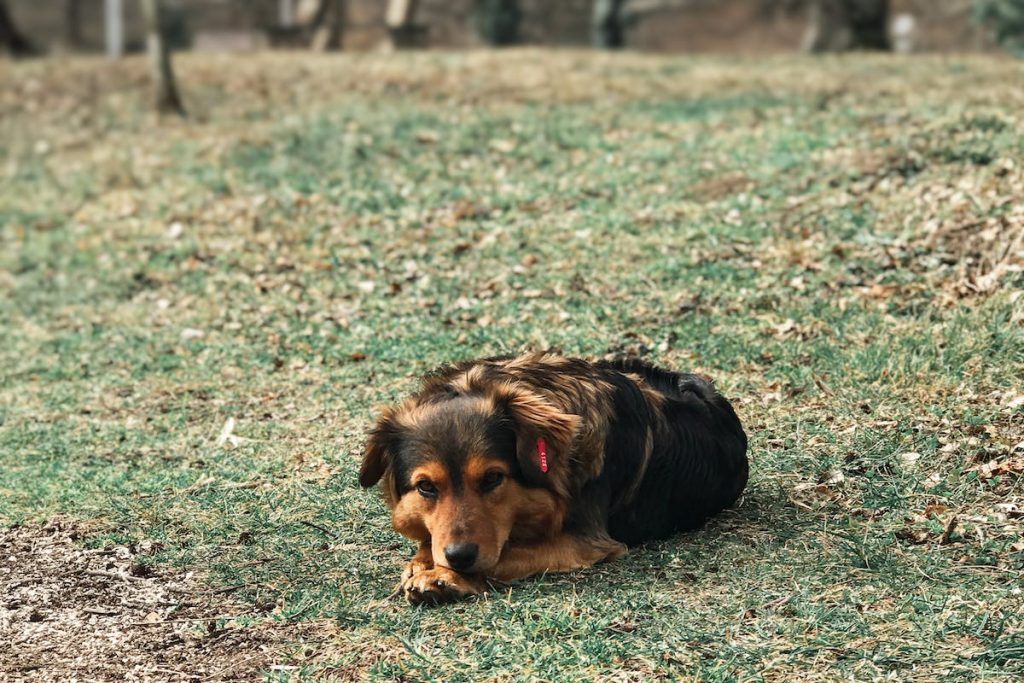 Mal de dos chez le chien causes, symptômes et traitement