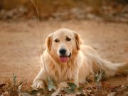 Qui sont les ennemis jurés du chien ? chien dans l'environnement