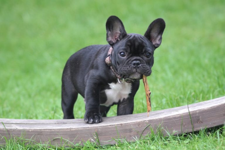 Les chiens de célébrités : Les races préférées des stars révélées !
