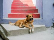 Le Rafeiro do Alentejo : Caractère et alimentation Rafeiro do Alentejo