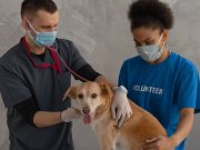 A quel moment castrer son chien ? chien et vétérinaire