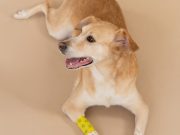 Comment soigner une blessure de son chien ? soigner blessure de chien