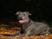 Le Staffordshire Bull Terrier : caractère et alimentation Staffordshire Bull Terrier