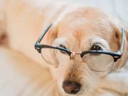 7 Jeux de réflexion pour stimuler l’intelligence de votre chien stimuler l'intelligence de votre chien