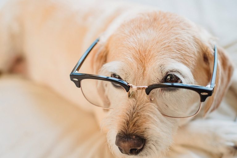 7 Jeux de réflexion pour stimuler l’intelligence de votre chien